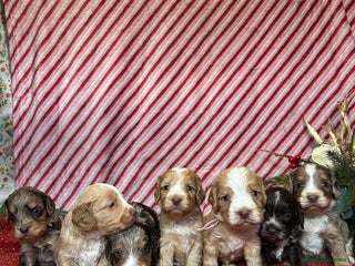 Cockapoo dogs Cute F1 cockapoo puppies - Advert 1