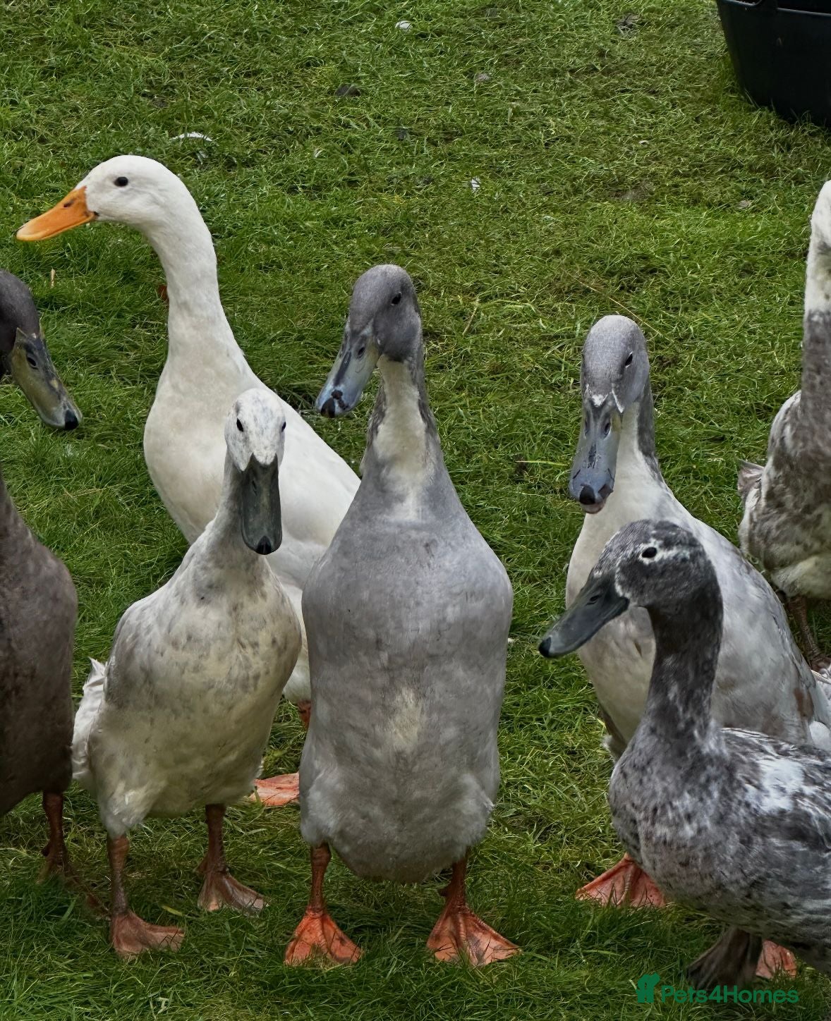 Ducks poultry Pet Runner Ducks looking for a forever home - Advert 4