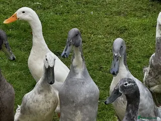 Ducks poultry Pet Runner Ducks looking for a forever home - Advert 4