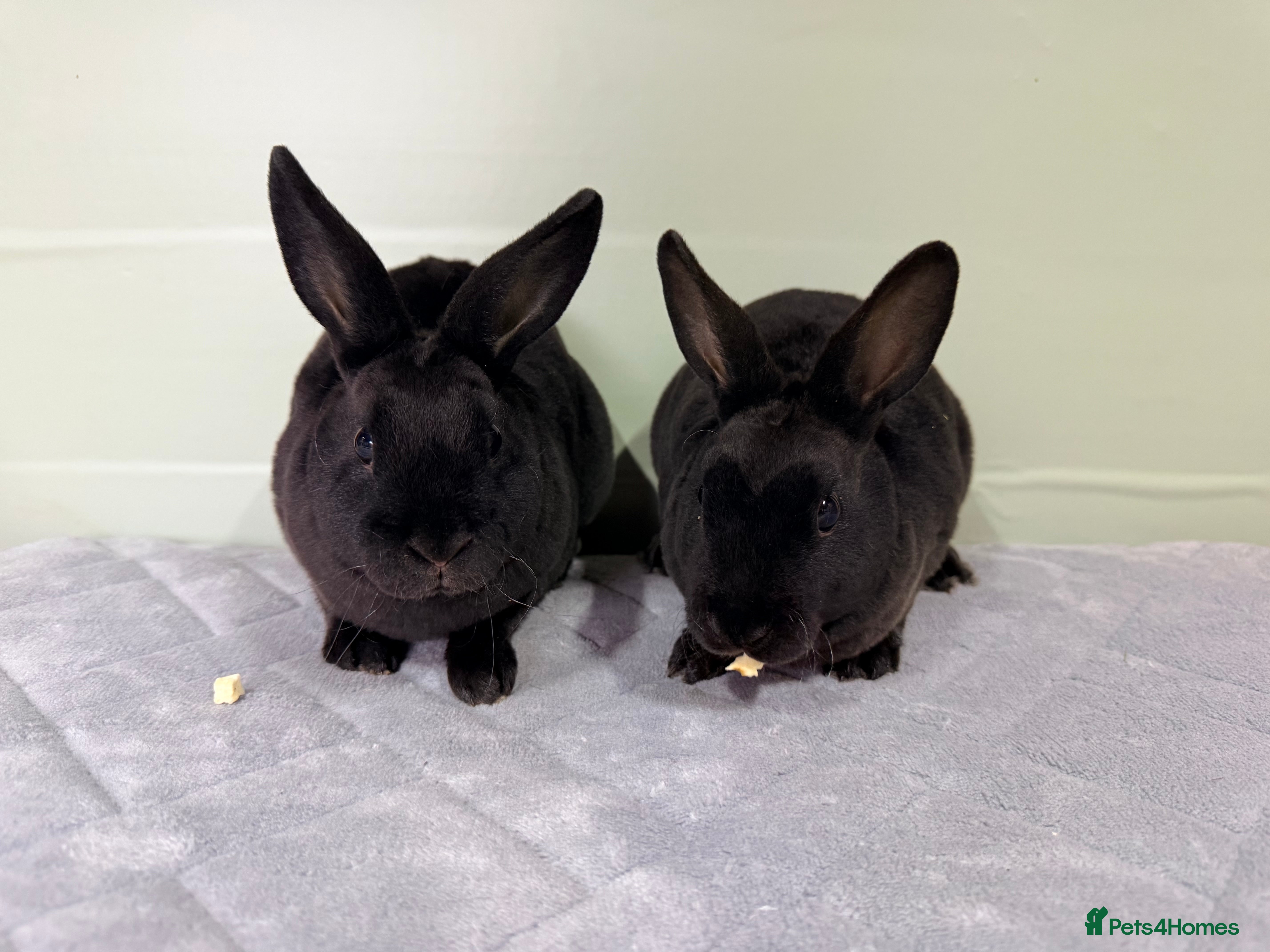 Rex rabbits Mini Rex’s 9 weeks old  - Advert 15