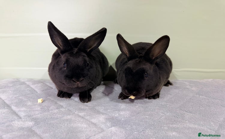 Rex rabbits - Advert 13