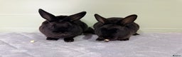 Rex rabbits for sale: Mini Rex’s 9 weeks old  - Advert 1