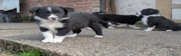 Border Collie dogs for sale: Border Collie Puppies for sale - Advert 9
