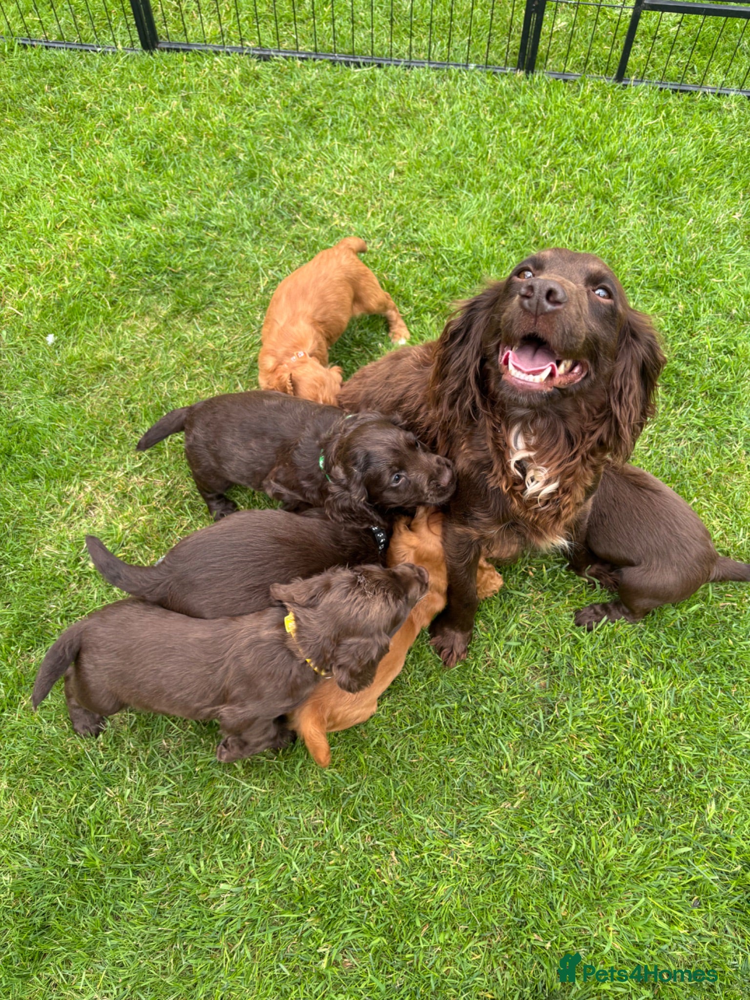 Cocker Spaniel dogs Beautiful KC Cocker Spaniels - Advert 2