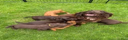 Cocker Spaniel dogs for sale: Beautiful KC Cocker Spaniels - Advert 2