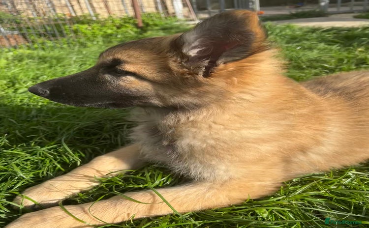 German Shepherd dogs - Advert 1