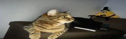 Bengal cats for sale:  female cat 18 months old - Advert 4