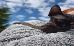 Sphynx cats for sale: Silver elf and black little babies - Image 11