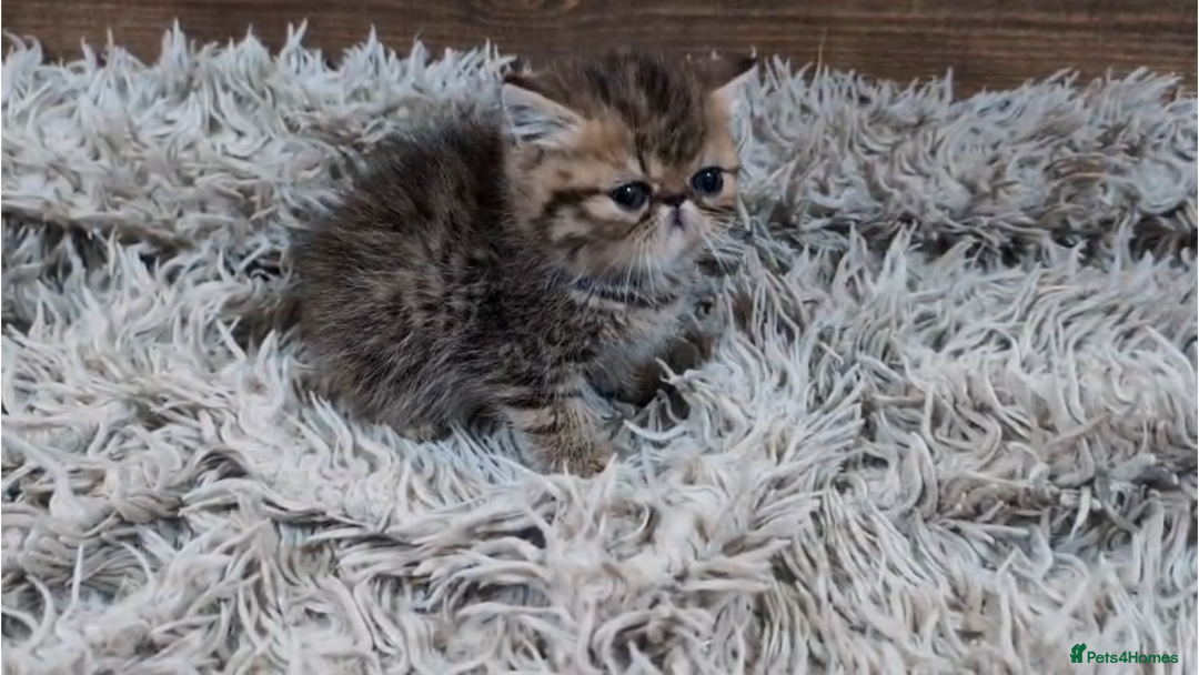 Persian cats for sale: Persian Kittens For Sale - Advert 6