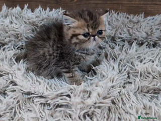 Persian cats Persian Kittens For Sale - Advert 7