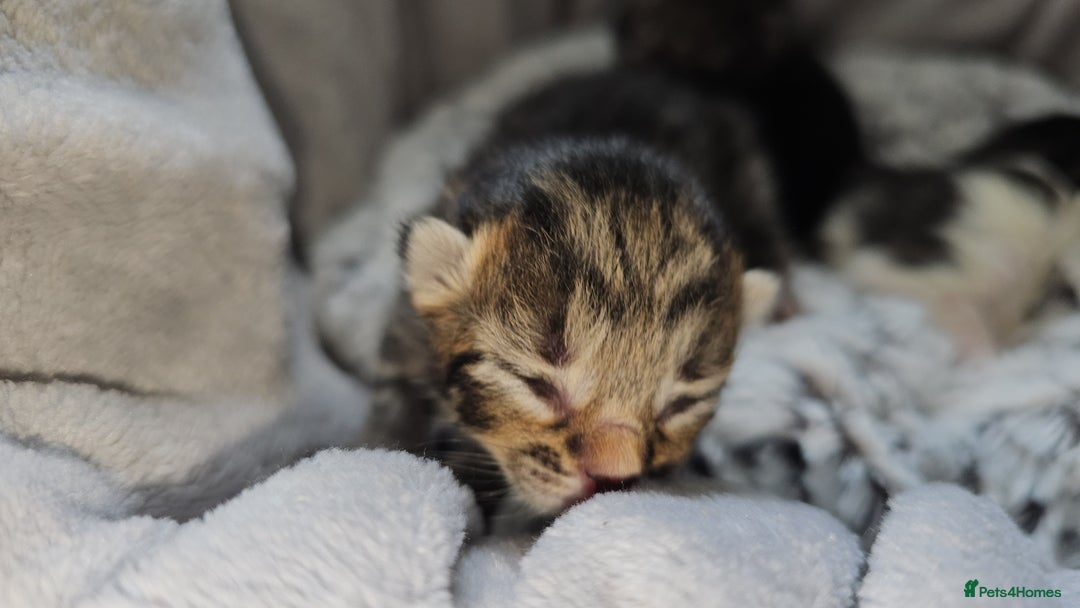 Persian cats for sale: Tabby female with full set up ready to go. - Image 33