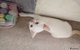 Domestic Shorthair cats for sale: 3 beautiful kittens - Image 3