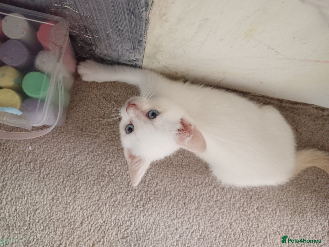 Domestic Shorthair cats for sale: 3 beautiful kittens - Image 3