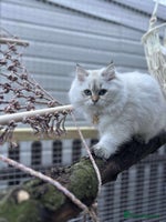 Ragdoll cats - Advert 8