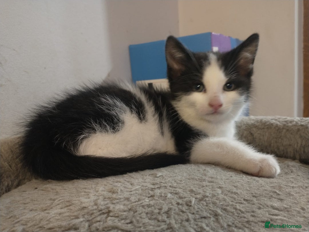 Mixed Breed cats for sale: 2 Beautiful boy Kitten - Advert 3