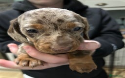 Miniature Dachshund dogs for sale: 🐾 Adorable mini dachshund puppies 🐾 - Image 11