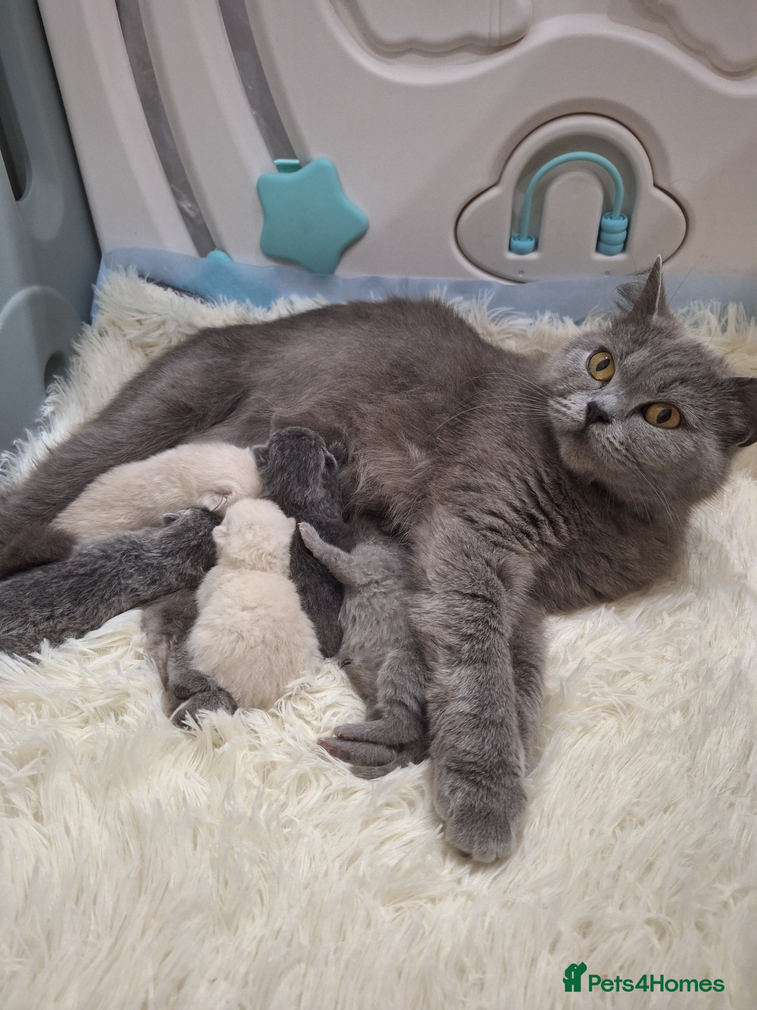 British Shorthair cats Adorable BSH kittens, Gray and white, London  - Advert 1