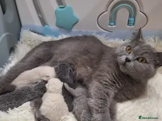 British Shorthair cats Adorable BSH kittens, Gray and white, London - Advert 1