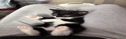 British Shorthair cats for sale: 4 kittens ready,I don’t have the mom!  - Advert 8