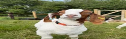 Goats livestock for sale: Boer castrated males  in Leeds - Advert 3