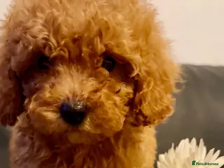 Maltipoo dogs Beautiful F1BB Maltipoo Puppies - Advert 14