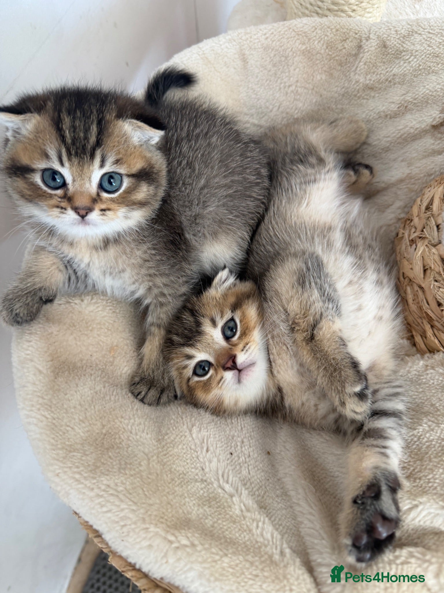 Scottish Fold cats Tawny and Smoke Scottish Fold/Straight Kittens - Advert 3