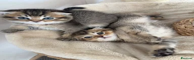 Scottish Fold 2