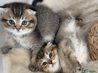 Scottish Fold cats Tawny and Smoke Scottish Fold/Straight Kittens - Advert 3