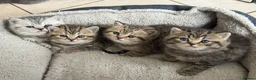 British Shorthair cats for sale: 🐾 Exceptional GCCF British Shorthair Kittens 🐾 - Advert 1