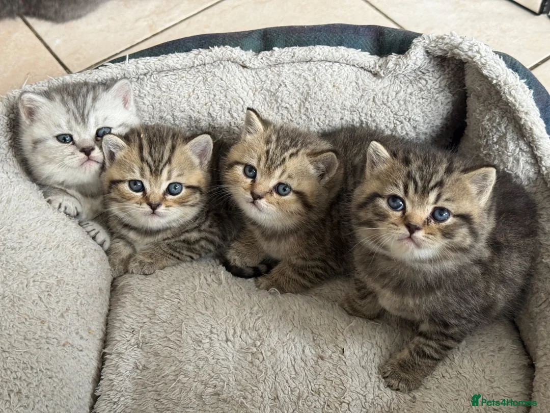 British Shorthair cats for sale: 🐾 Exceptional GCCF British Shorthair Kittens 🐾 - Advert 1