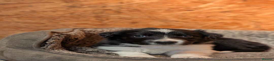 Border Collie Puppy 3