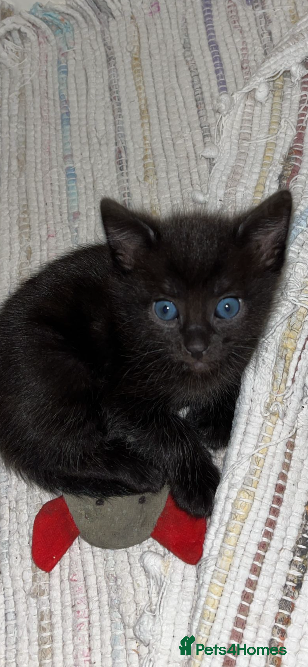 Mixed Breed cats for sale: 3 lovely kittens ready for their new homes 🥰 - Advert 18