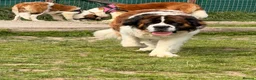 Saint Bernard dogs for sale: Kc registered Saint Bernard pups  - Advert 5