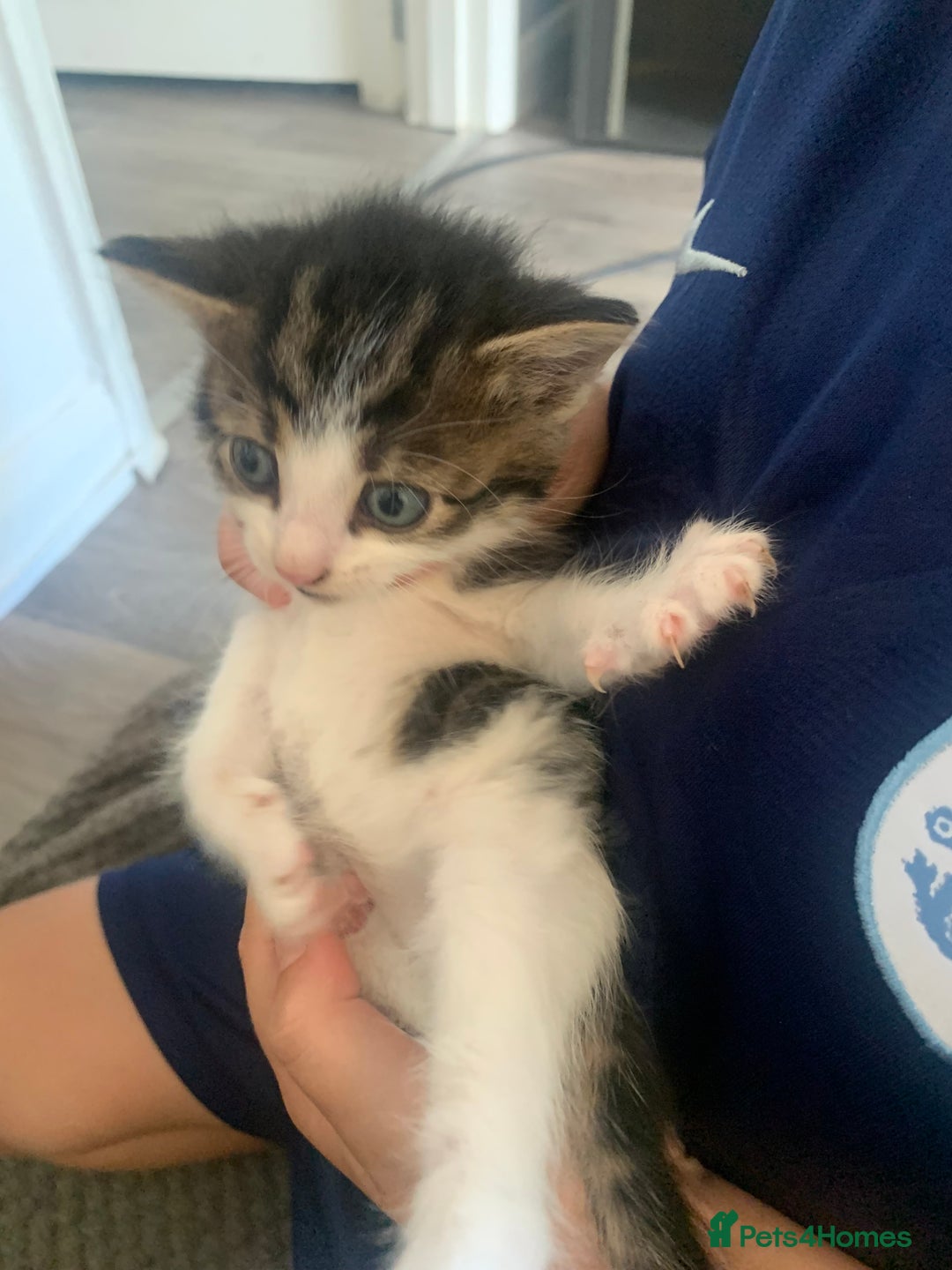British Shorthair cats for sale: 6 litter mixed domestic kittens  - Image 18