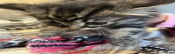Mixed Breed cats for sale: Persian x Siamese  kittens for sale  in Canterbury - Advert 3