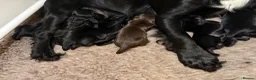 Cocker Spaniel dogs for sale: KC Working Cocker Spaniels  - Advert 8