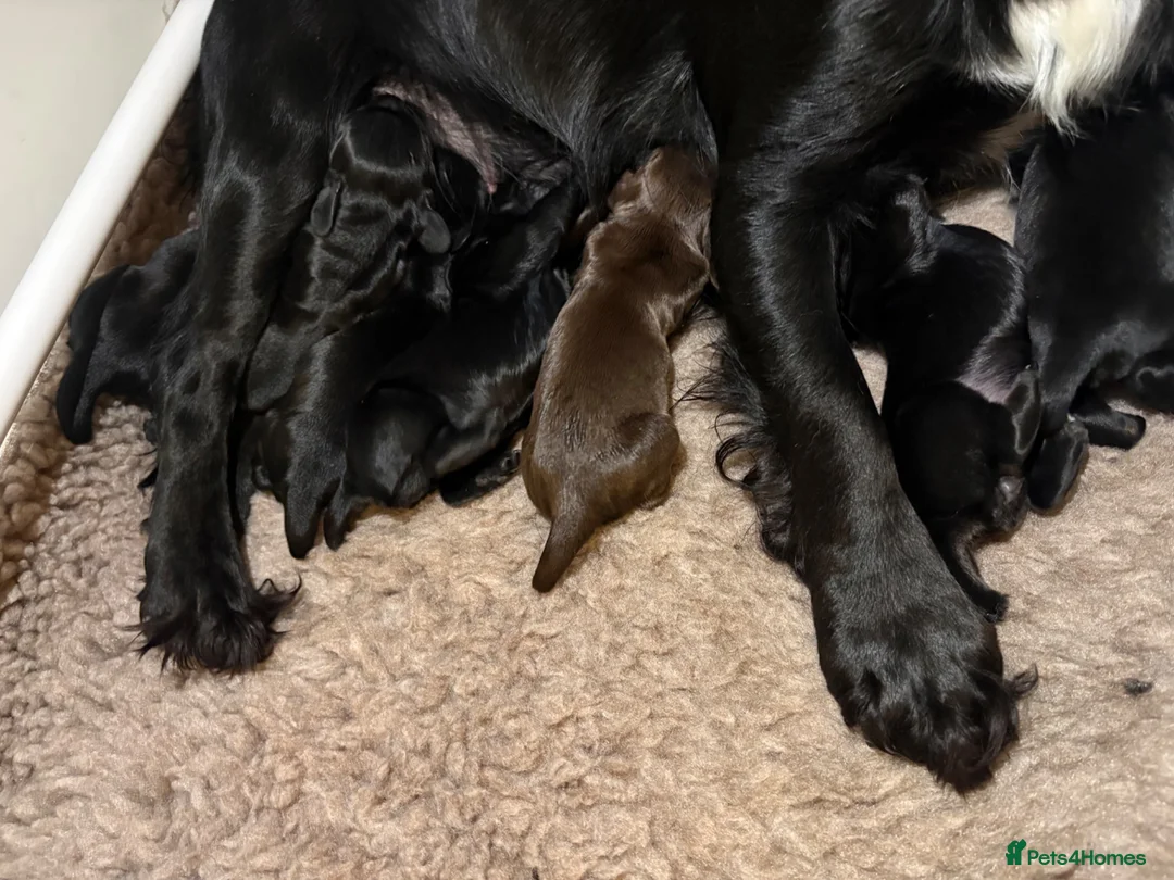 Cocker Spaniel dogs for sale: KC Working Cocker Spaniels  - Advert 8