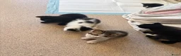 Domestic Shorthair cats for sale: Kittens forsale  - Advert 14