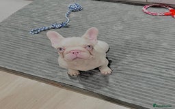 French Bulldog dogs for sale: High DNA French bulldog Male & Females  - Image 20