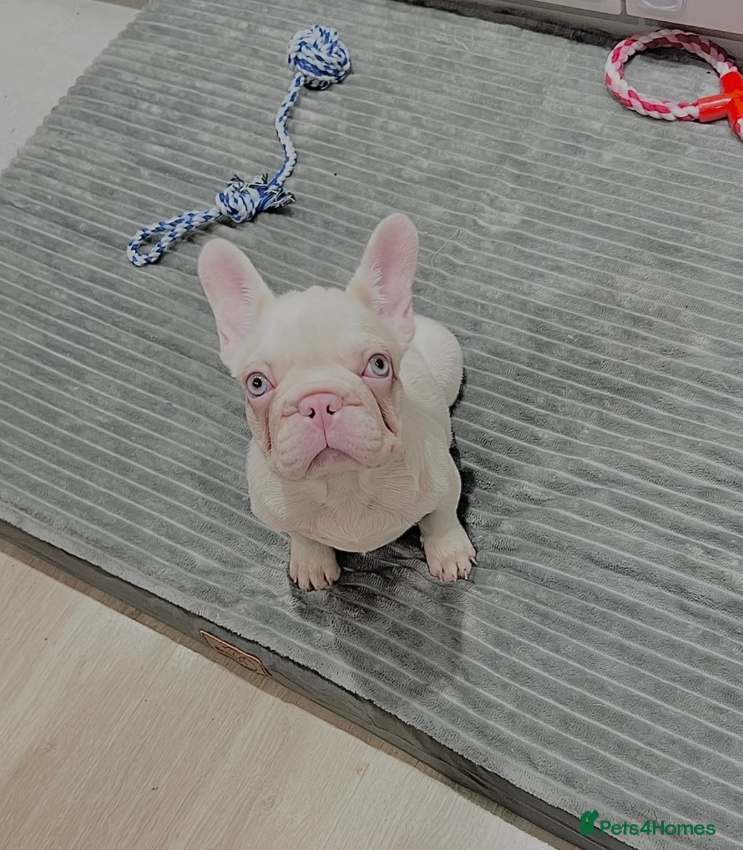 French Bulldog dogs for sale: High DNA French bulldog Male & Females  - Image 20