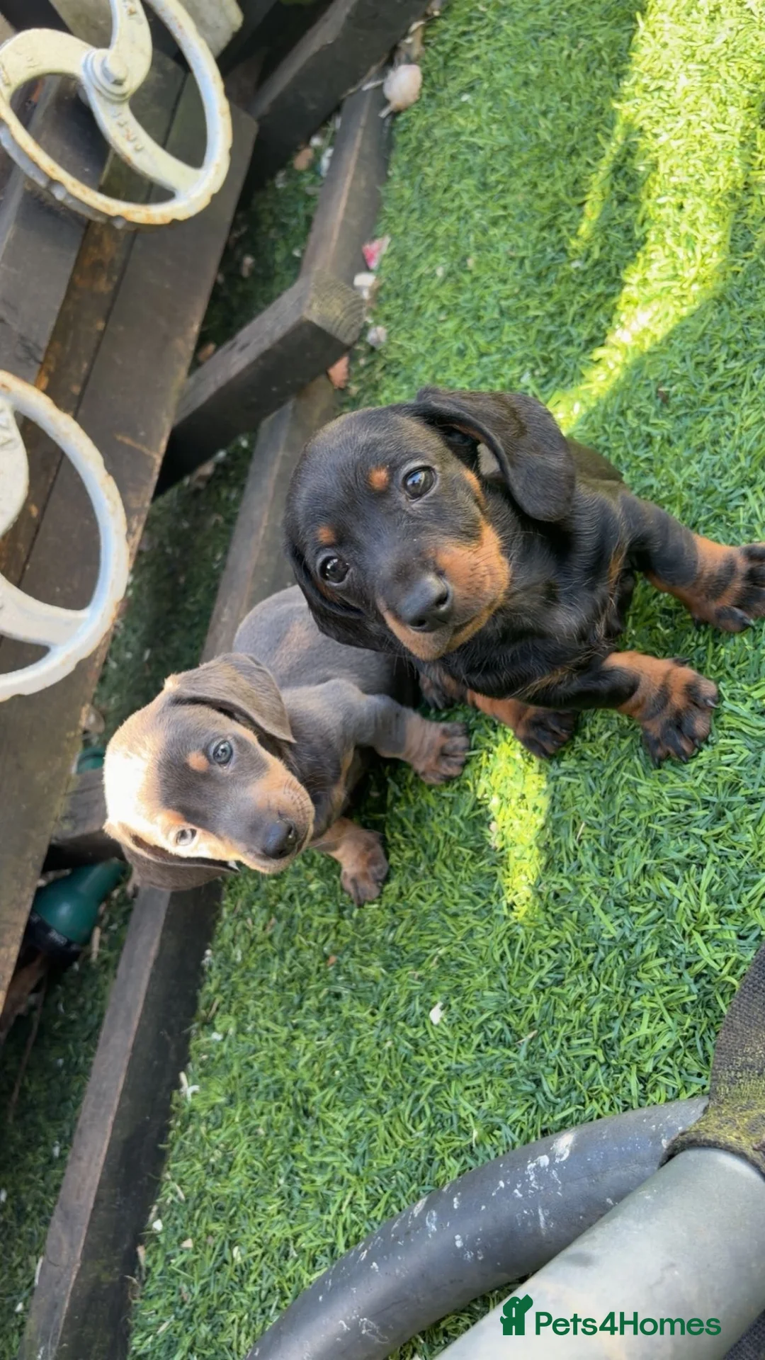 Miniature Dachshund dogs for sale: Miniature dauchund pups in Norwich - Advert 1