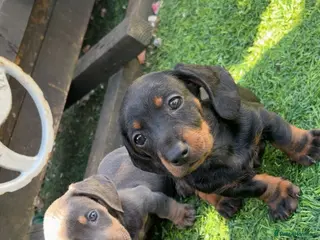Miniature Dachshund dogs Miniature dauchund pups - Advert 1