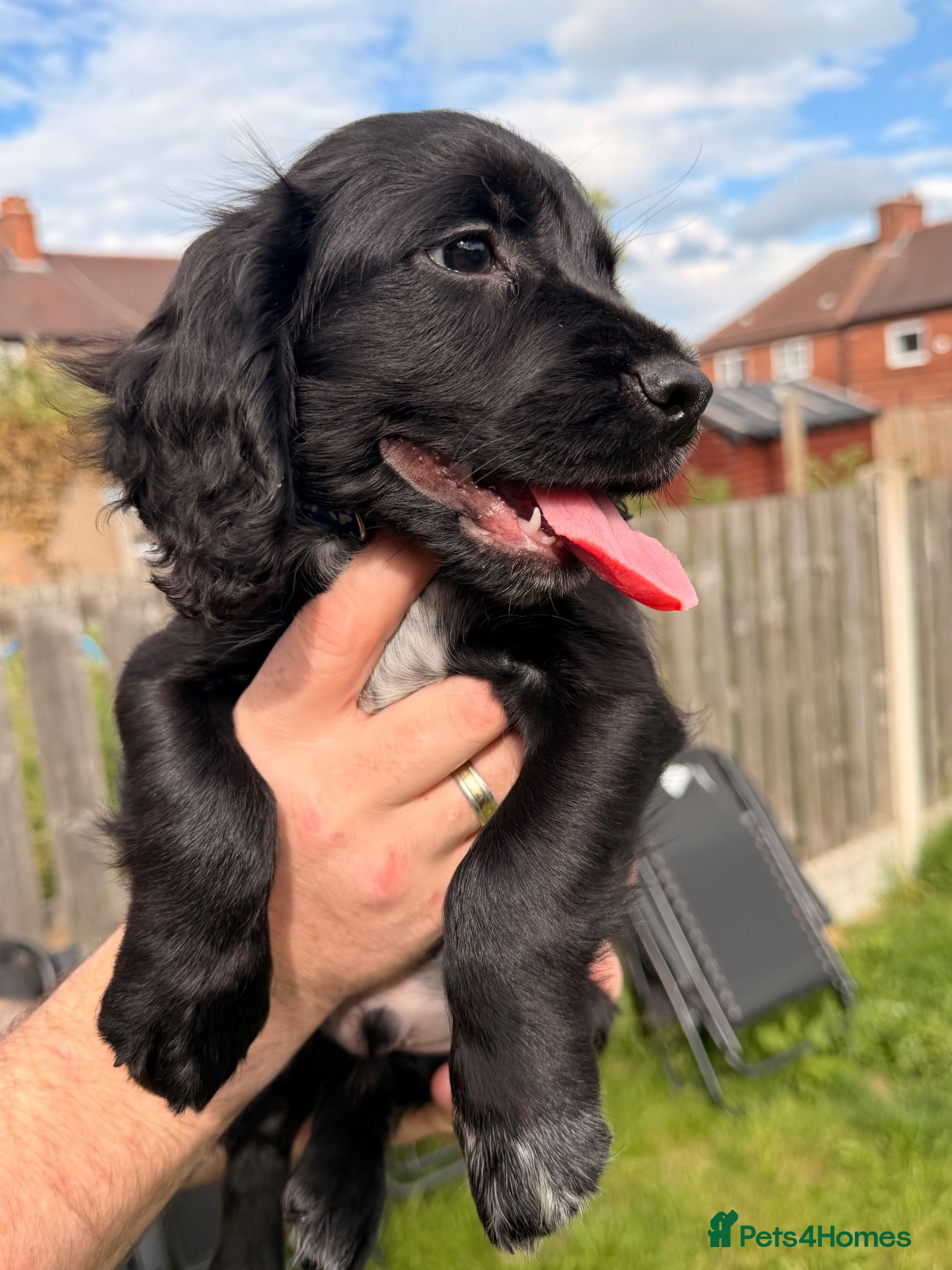 Cocker Spaniel dogs Working cocker spaniels  - Advert 2