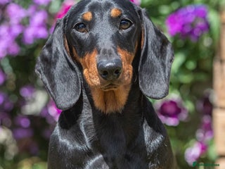 Miniature Dachshund dogs Black and Tan mini smooth boy - Advert 13
