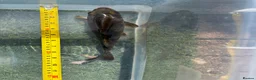 Koi Carp fish for sale: 25cm(10inch) ghost koi in Leicester - Advert 2
