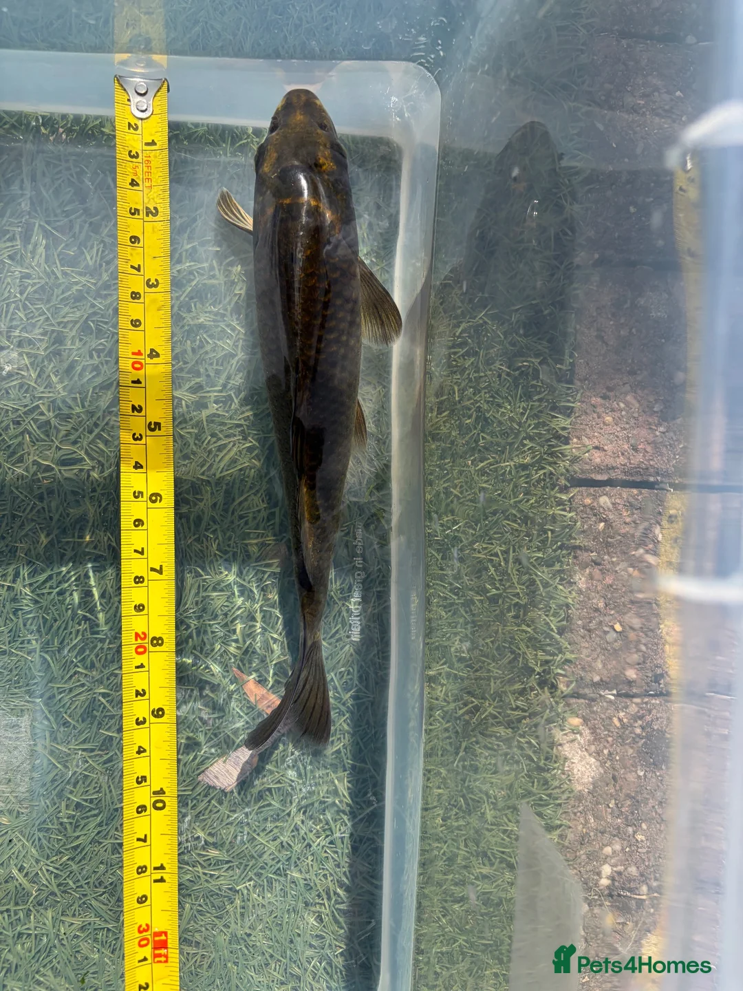 Koi Carp fish for sale: 25cm(10inch) ghost koi in Leicester - Advert 2