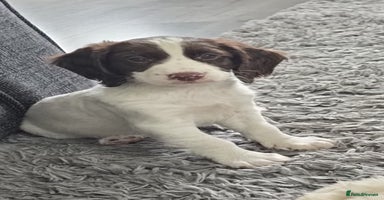 Cocker Spaniel dogs - Advert 1