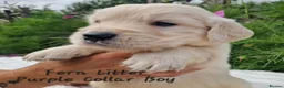 Golden Retriever dogs for sale: Quality Golden Retriever Puppies - Advert 8