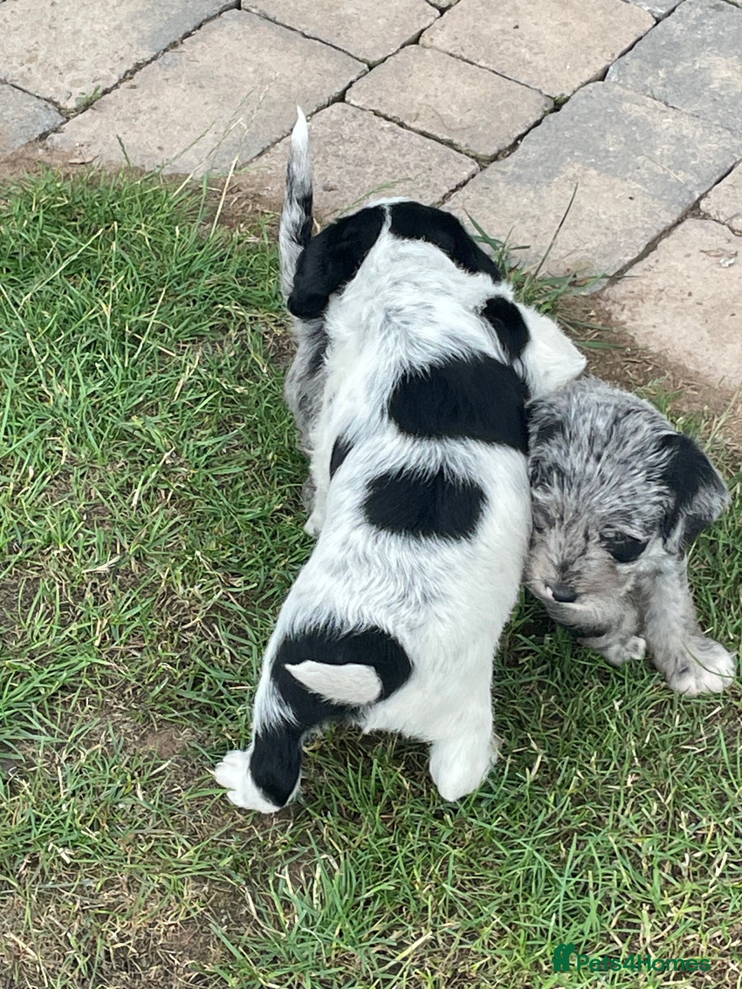 Mixed Breed dogs for sale: Rare Dalmadoodle puppies 🐶 🩷  - Image 11