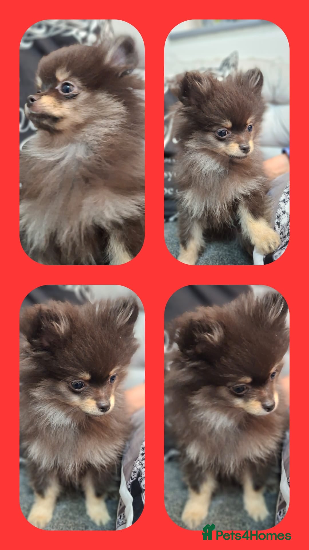 Pomeranian dogs Ready to leave last blk & tan & wlf sable boy - Advert 22